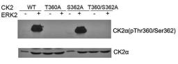 Western blot analysis of CK2a(Phospho- Thr360/Ser362) antibody in ERK2 and CK2 lysate