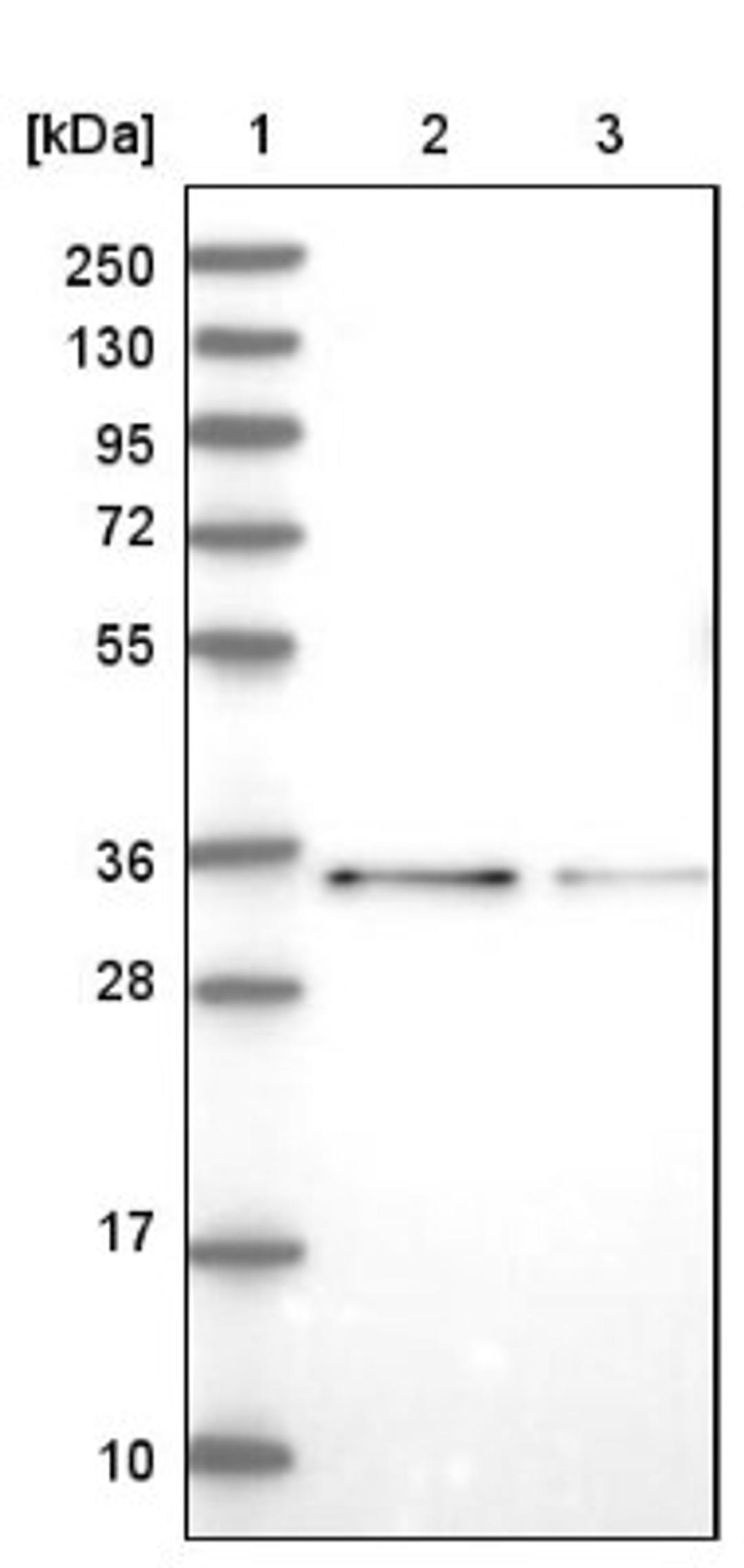 Western Blot: CCDC65 Antibody [NBP1-81968] - Lane 1: Marker [kDa] 250, 130, 95, 72, 55, 36, 28, 17, 10<br/>Lane 2: Human cell line RT-4<br/>Lane 3: Human cell line U-251MG sp