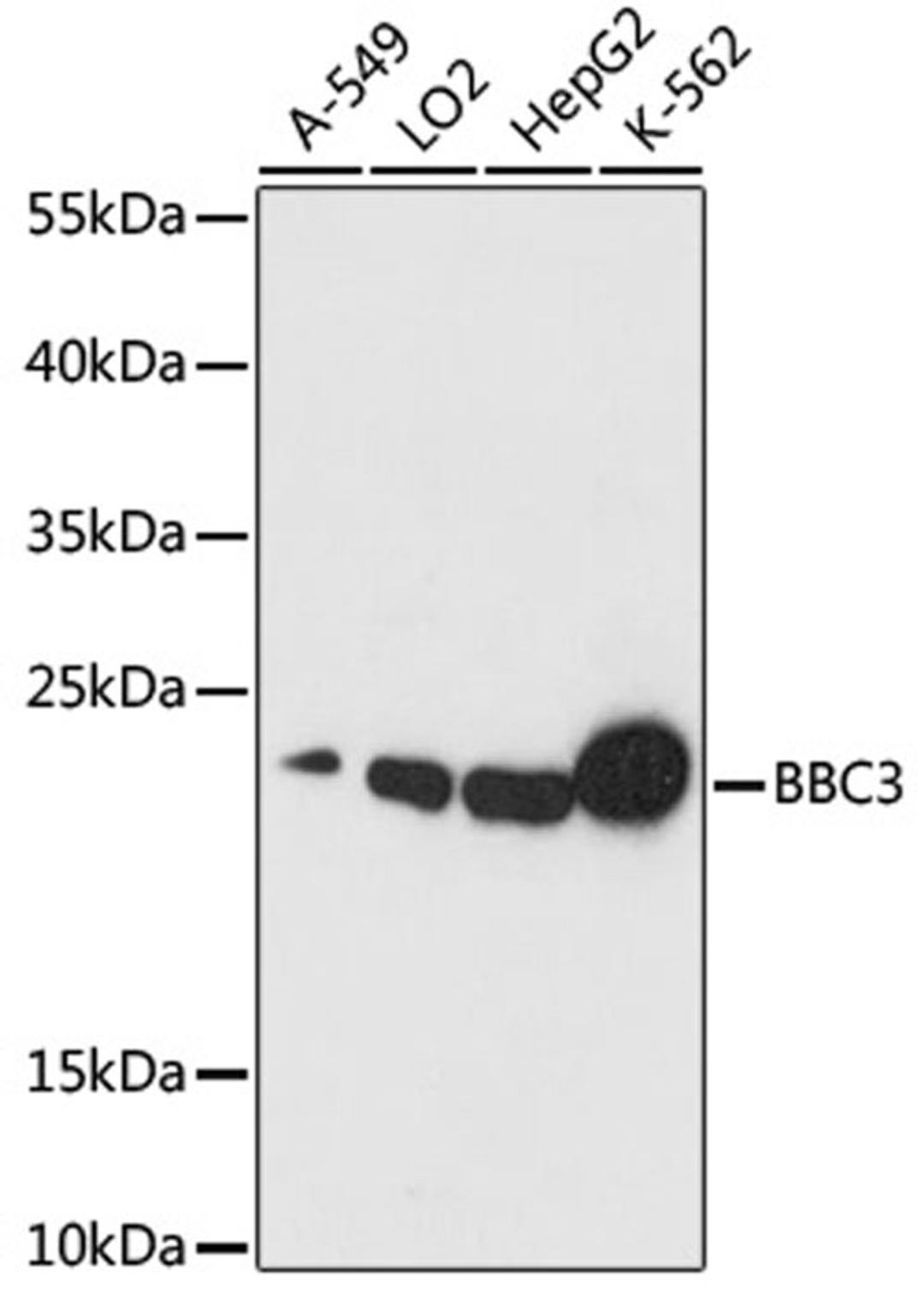 Western blot - BBC3 antibody (A17138)