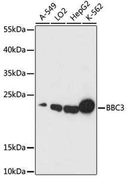 Western blot - BBC3 antibody (A17138)