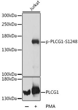 Western blot - Phospho-PLCG1-S1248 antibody (AP0827)