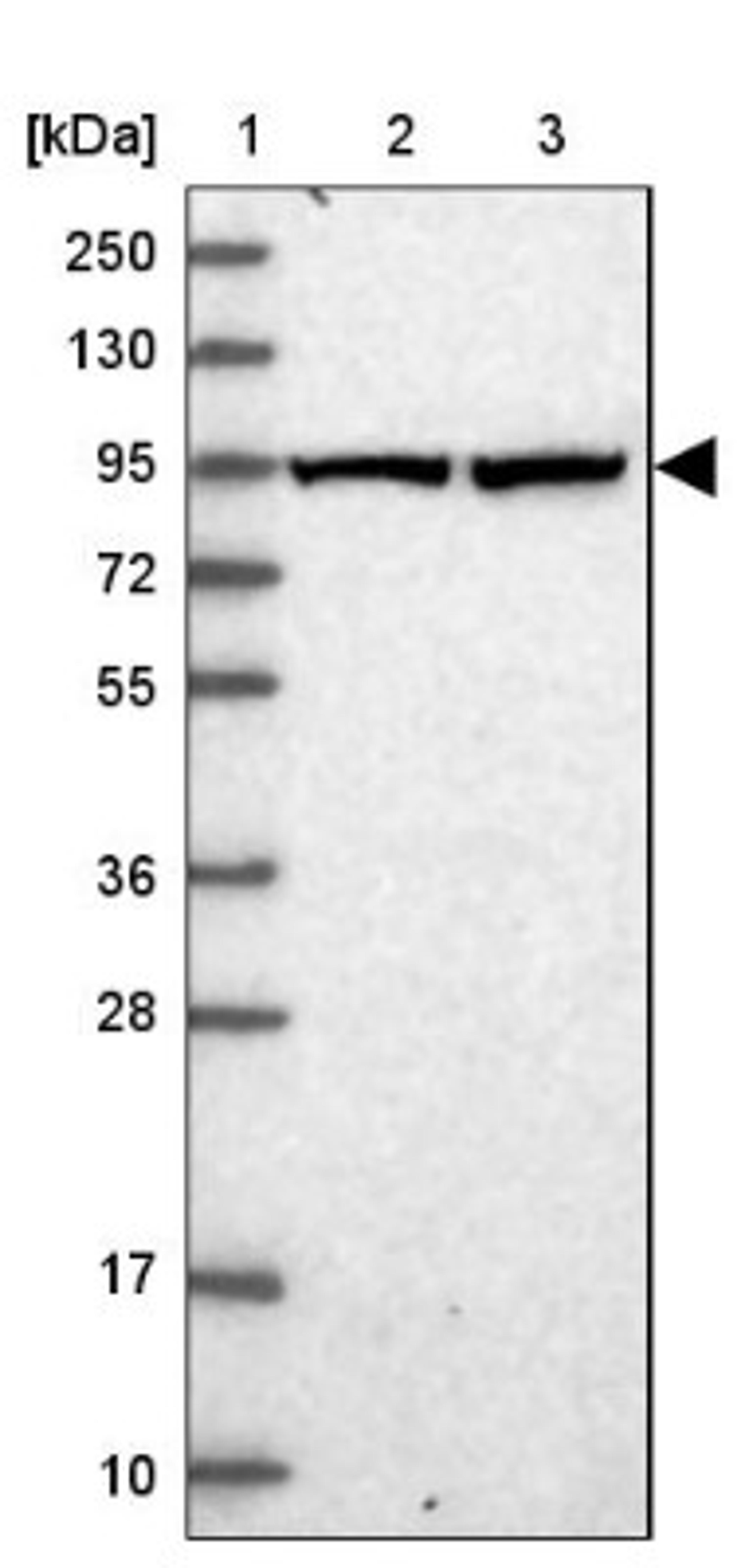 Western Blot: HDX Antibody [NBP1-91980] - Lane 1: Marker [kDa] 250, 130, 95, 72, 55, 36, 28, 17, 10<br/>Lane 2: Human cell line RT-4<br/>Lane 3: Human cell line U-251MG sp