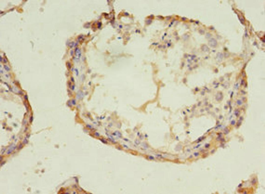 Immunohistochemistry of paraffin-embedded human testis tissue using CSB-PA897539LA01HU at dilution of 1:100