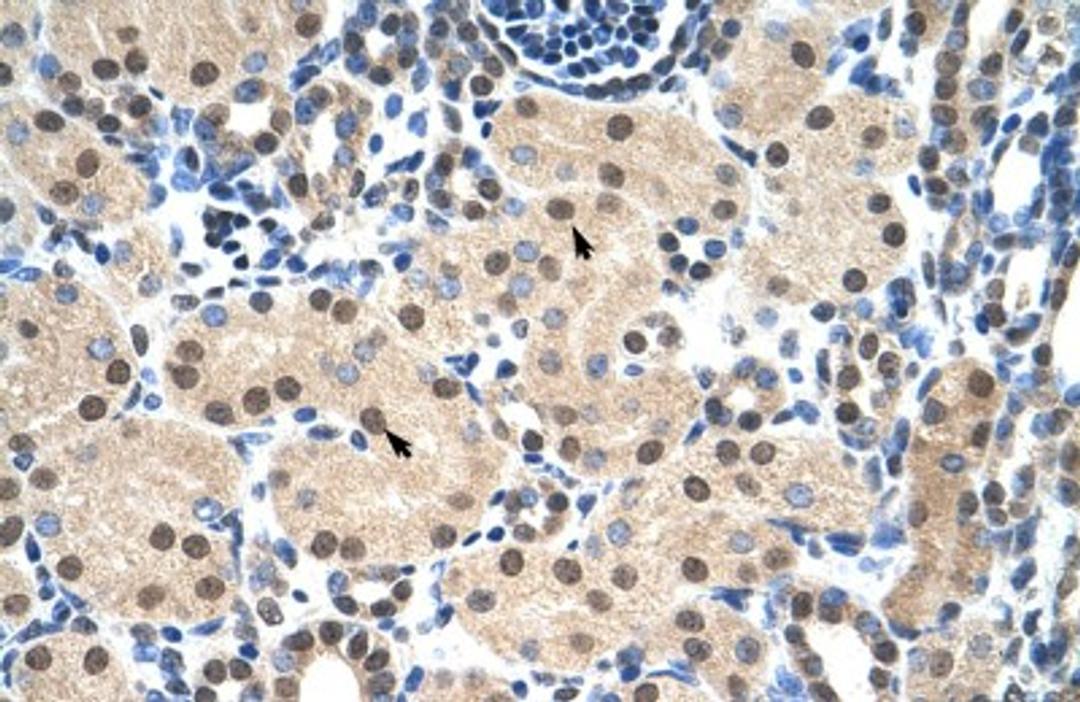 Immunohistochemistry-Paraffin: c-Myb Antibody [NBP1-80306] - Human kidney Tissue, antibody concentration 4-8ug/ml. Cells with positive label: renal corpuscle cells (indicated with arrows) 400X magnification.