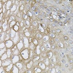 Immunohistochemical staining of mouse stomach tissue using UBE2A antibody