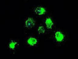 Immunocytochemistry/Immunofluorescence: TrkB Antibody (2E1) [NBP1-47898] Staining of COS7 cells transiently transfected by pCMV6-ENTRY TrkB.