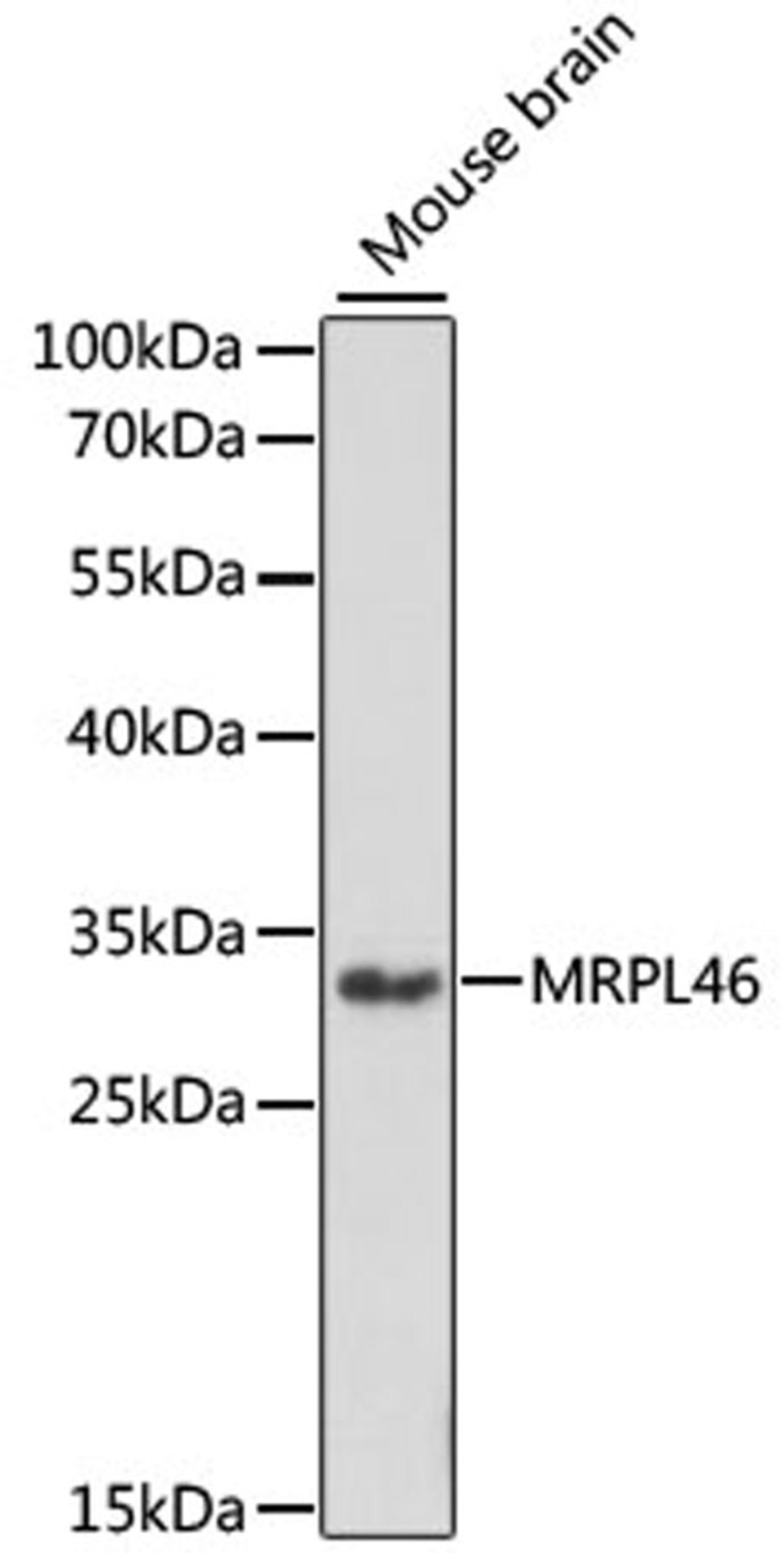 Western blot - MRPL46 antibody (A15428)