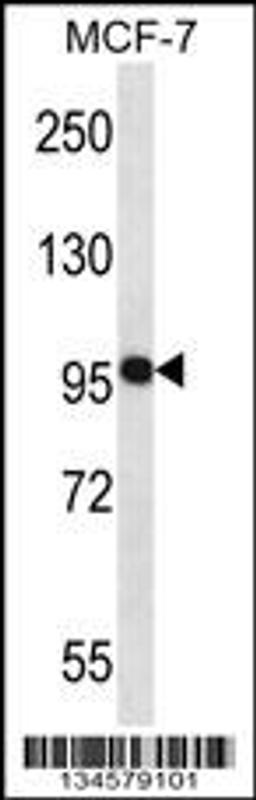 Western blot analysis in MCF-7 cell line lysates (35ug/lane).