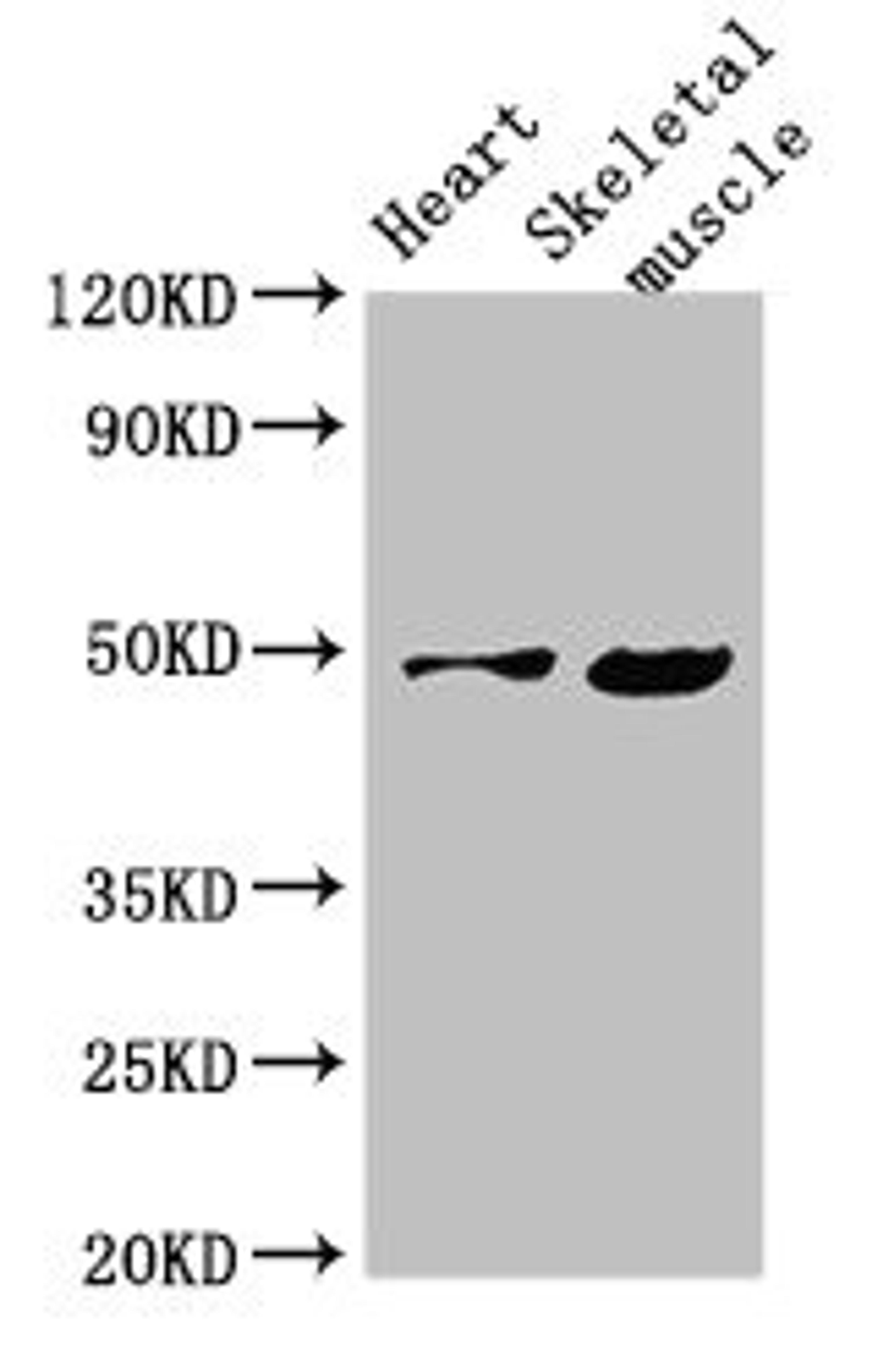 Western Blot. Positive WB detected in: Mouse heart tissue, Mouse skeletal muscle tissue. All lanes: EDNRB antibody at 4µg/ml. Secondary. Goat polyclonal to rabbit IgG at 1/50000 dilution. Predicted band size: 50, 49, 60 kDa. Observed band size: 50 kDa