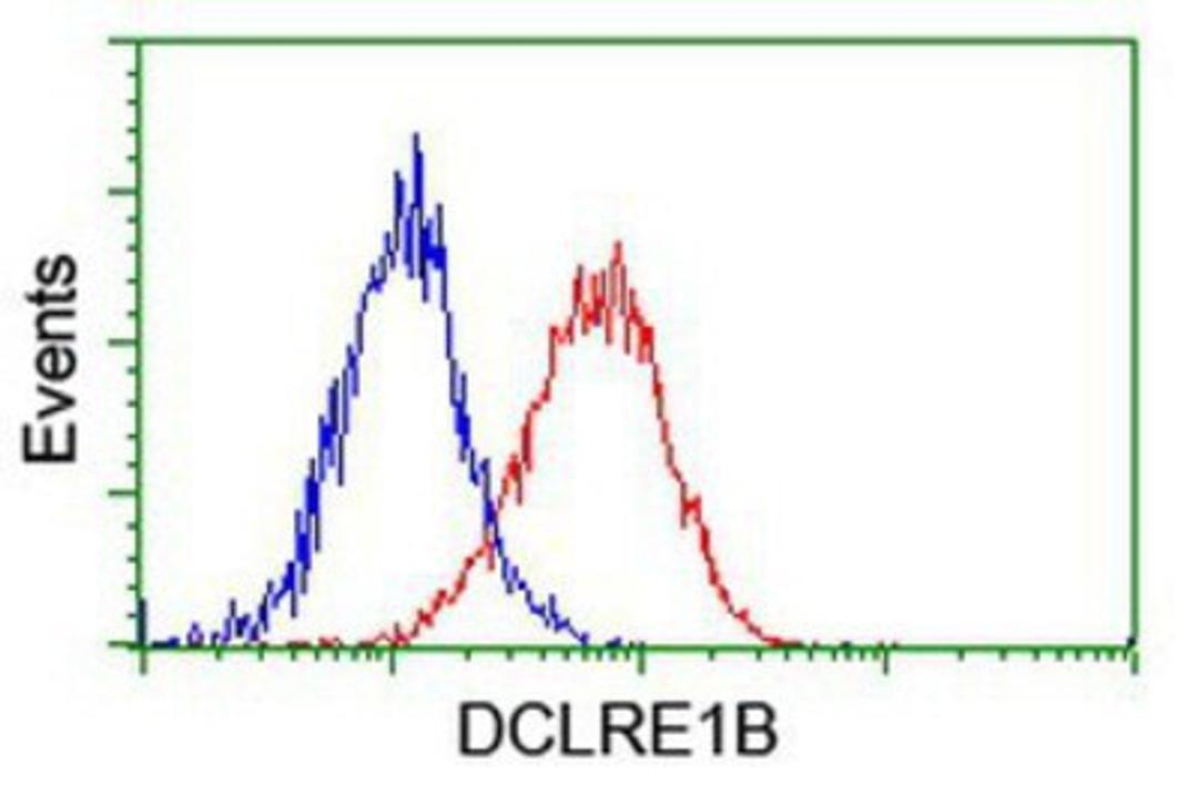 Flow Cytometry: DCLRE1B Antibody (2B7) [NBP2-03563] - Analysis of Hela cells, using anti-DCLRE1B antibody, (Red), compared to a nonspecific negative control antibody (Blue).