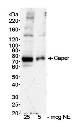 Detection of human Caper by western blot.