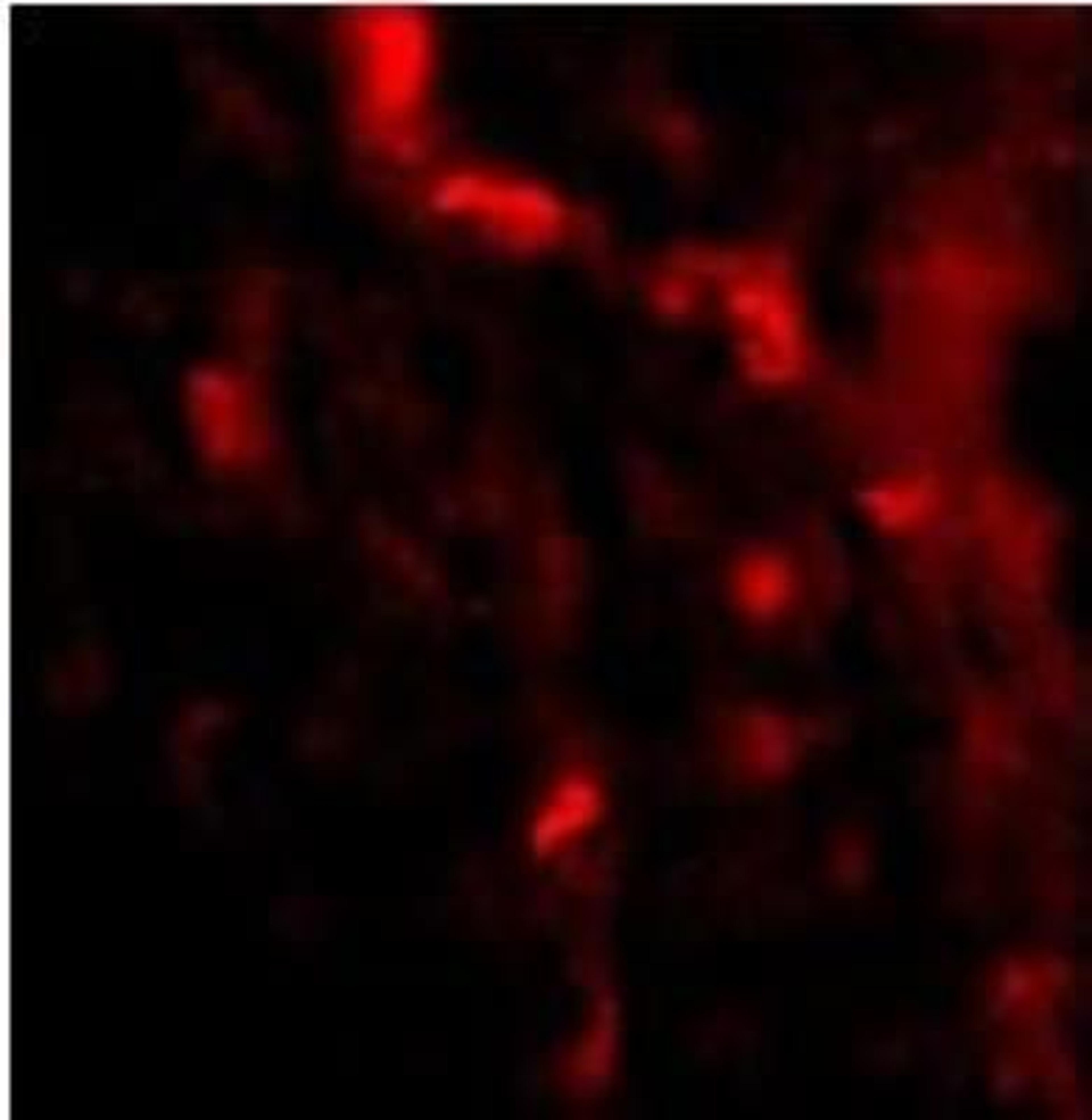 Immunocytochemistry/Immunofluorescence: IRGM Antibody [NBP1-76890] - of IRGM in Human Brain cells. Dilution: 20 ug/mL.