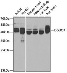 Western blot - DGUOK antibody (A6898)