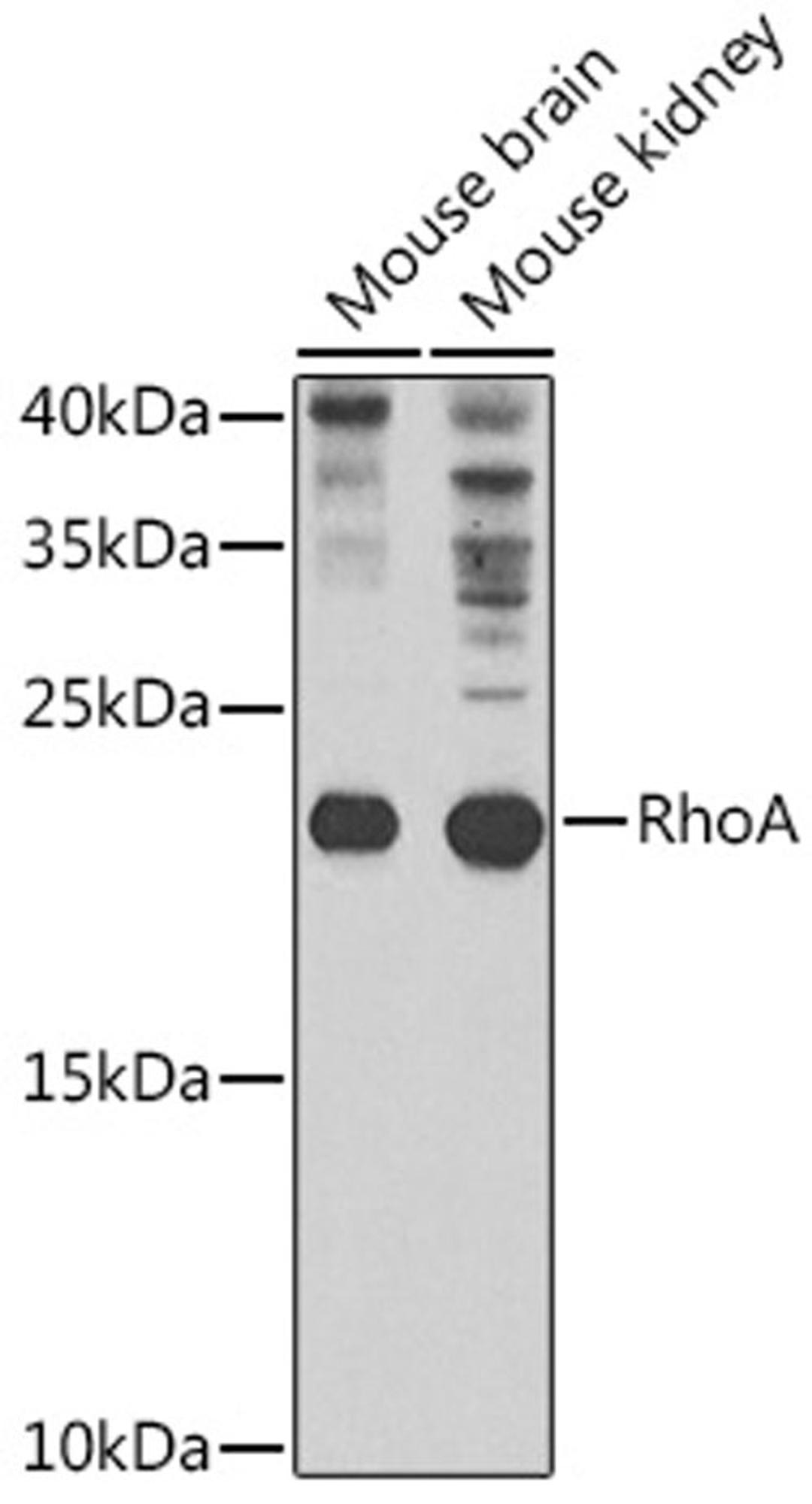 Western blot - RhoA antibody (A13947)