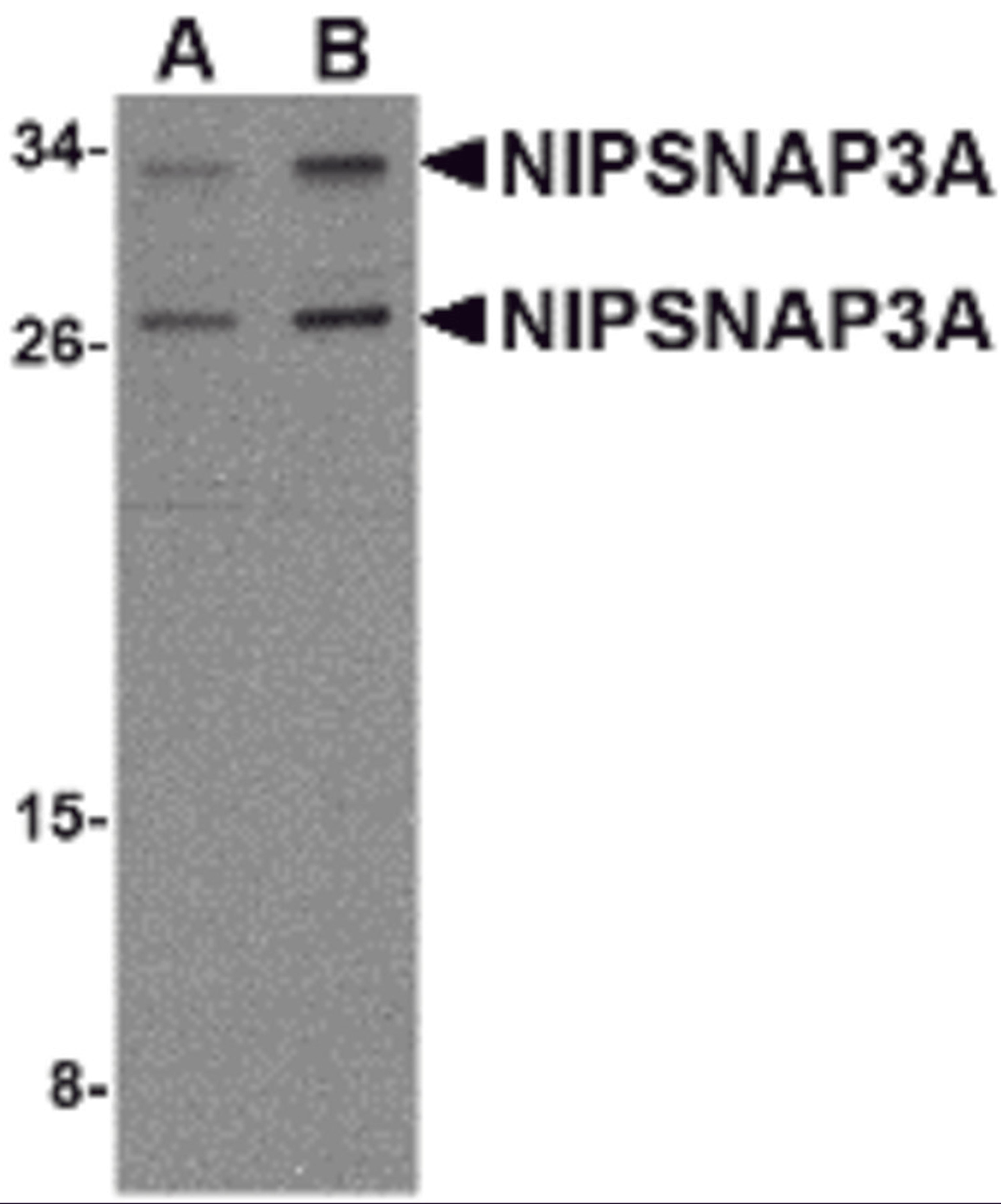 Western blot analysis of NIPSNAP3A in mouse brain tissue lysate with NIPSNAP3A antibody at (A) 0.5 and (B) 1 &#956;g/mL.