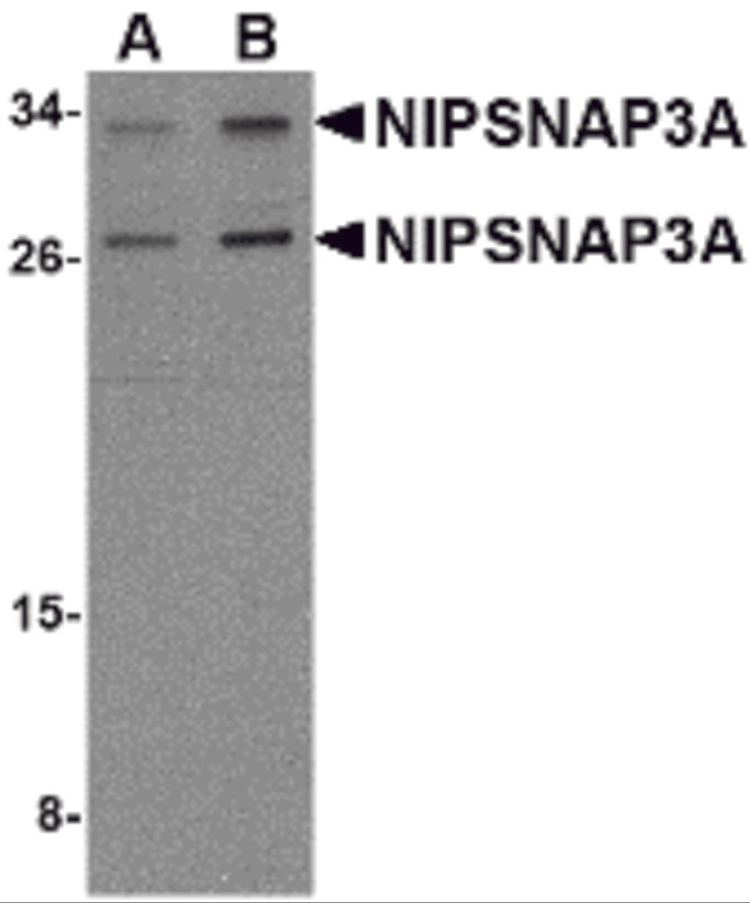Western blot analysis of NIPSNAP3A in mouse brain tissue lysate with NIPSNAP3A antibody at (A) 0.5 and (B) 1 μg/mL.
