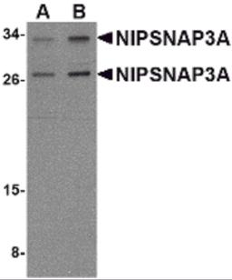 Western blot analysis of NIPSNAP3A in mouse brain tissue lysate with NIPSNAP3A antibody at (A) 0.5 and (B) 1 μg/mL.