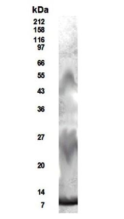 Western Blot: RELM beta Antibody [NB200-204] - WB detection of secreted mouse RELM-beta from the media of transfected HEK 293T cells with NB200-204 antibody at a dilution of 1:500.