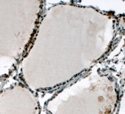 45-528 (4ug/ml) staining of paraffin embedded Human Thyroid Gland. Steamed antigen retrieval with citrate buffer pH 6, HRP-staining. 