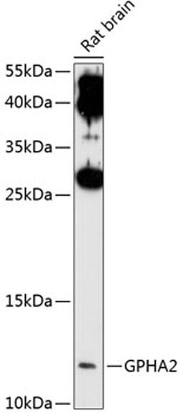 Western blot - GPHA2 antibody (A10601)