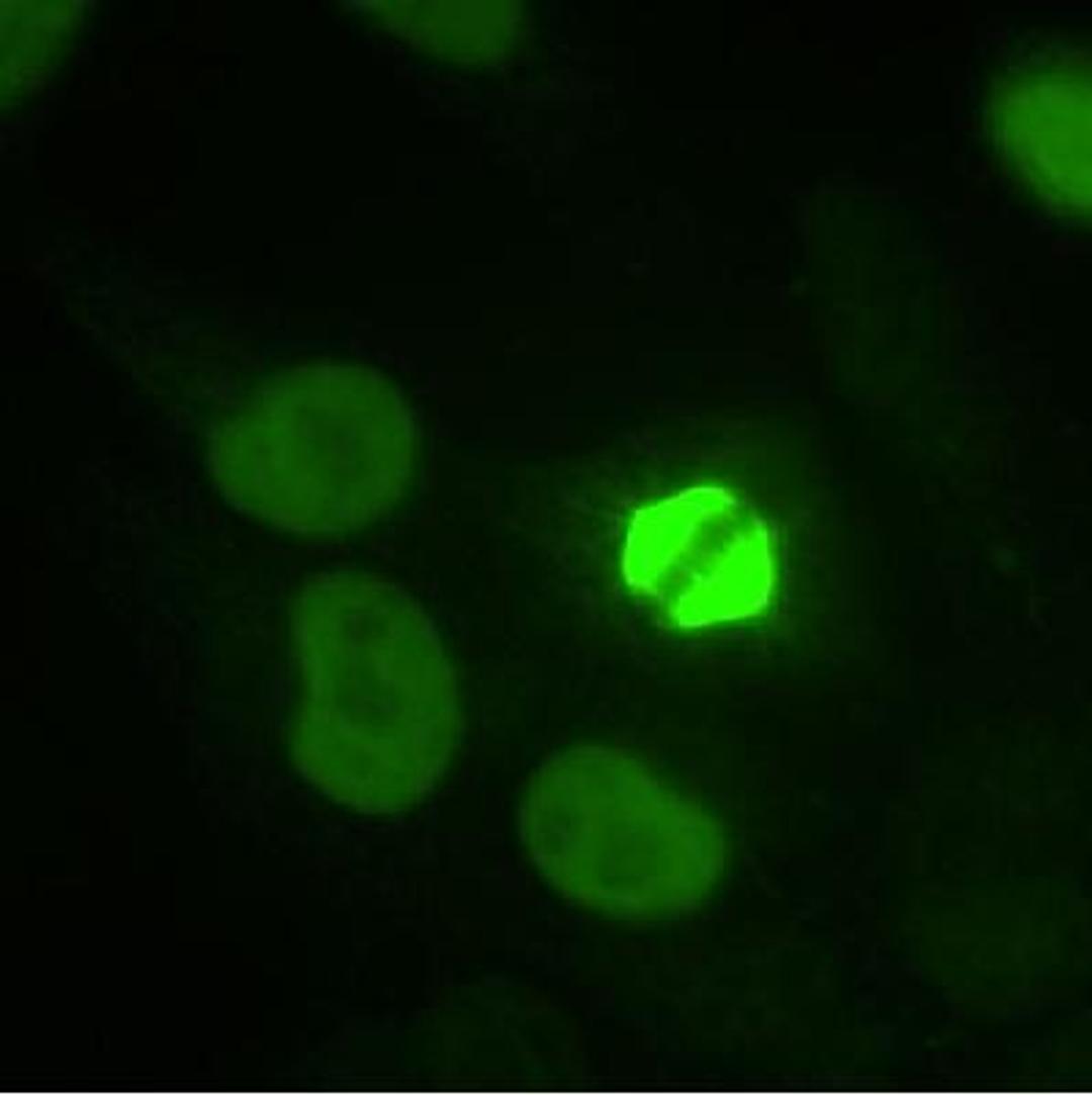 Immunocytochemistry/Immunofluorescence: TPX2 Antibody [NB500-179] - Staining of HeLa cells fixed in 3.5% paraformaldehyde using NB 500-179 (1:1,000).  Nuclear staining during interphase and spindle staining during mitosis.