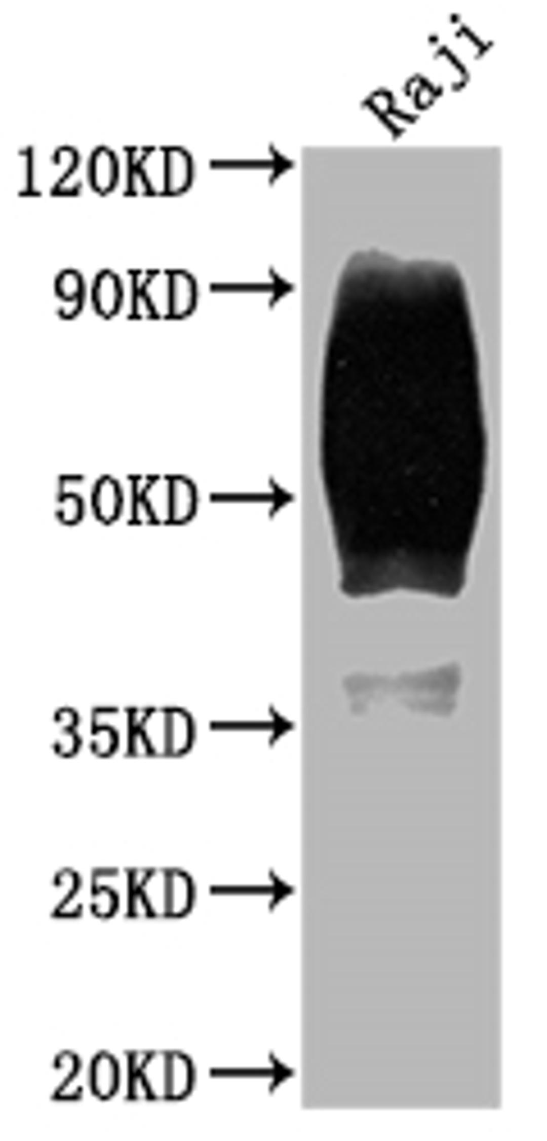 Western Blot. Positive WB detected in: Raji whole cell lysate. All lanes: CD80 antibody at 1:2000. Secondary. Goat polyclonal to rabbit IgG at 1/50000 dilution. Predicted band size: 34, 30, 19 kDa. Observed band size: 60 kDa.