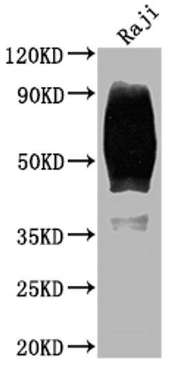 Western Blot. Positive WB detected in: Raji whole cell lysate. All lanes: CD80 antibody at 1:2000. Secondary. Goat polyclonal to rabbit IgG at 1/50000 dilution. Predicted band size: 34, 30, 19 kDa. Observed band size: 60 kDa.