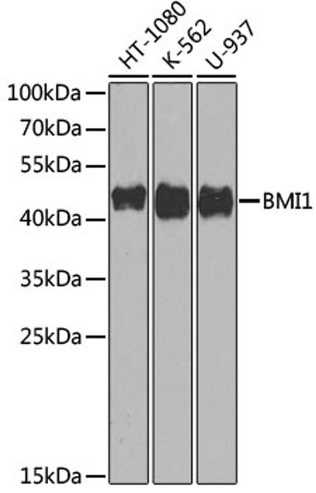 Western blot - BMI1 antibody (A0211)