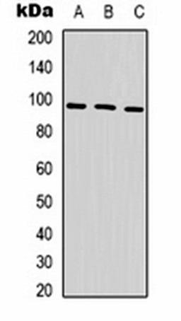 Western blot analysis of Hela (Lane 1), mouse brain (Lane 2), rat brain (Lane 3) whole cell lysates using HSP90 alpha antibody