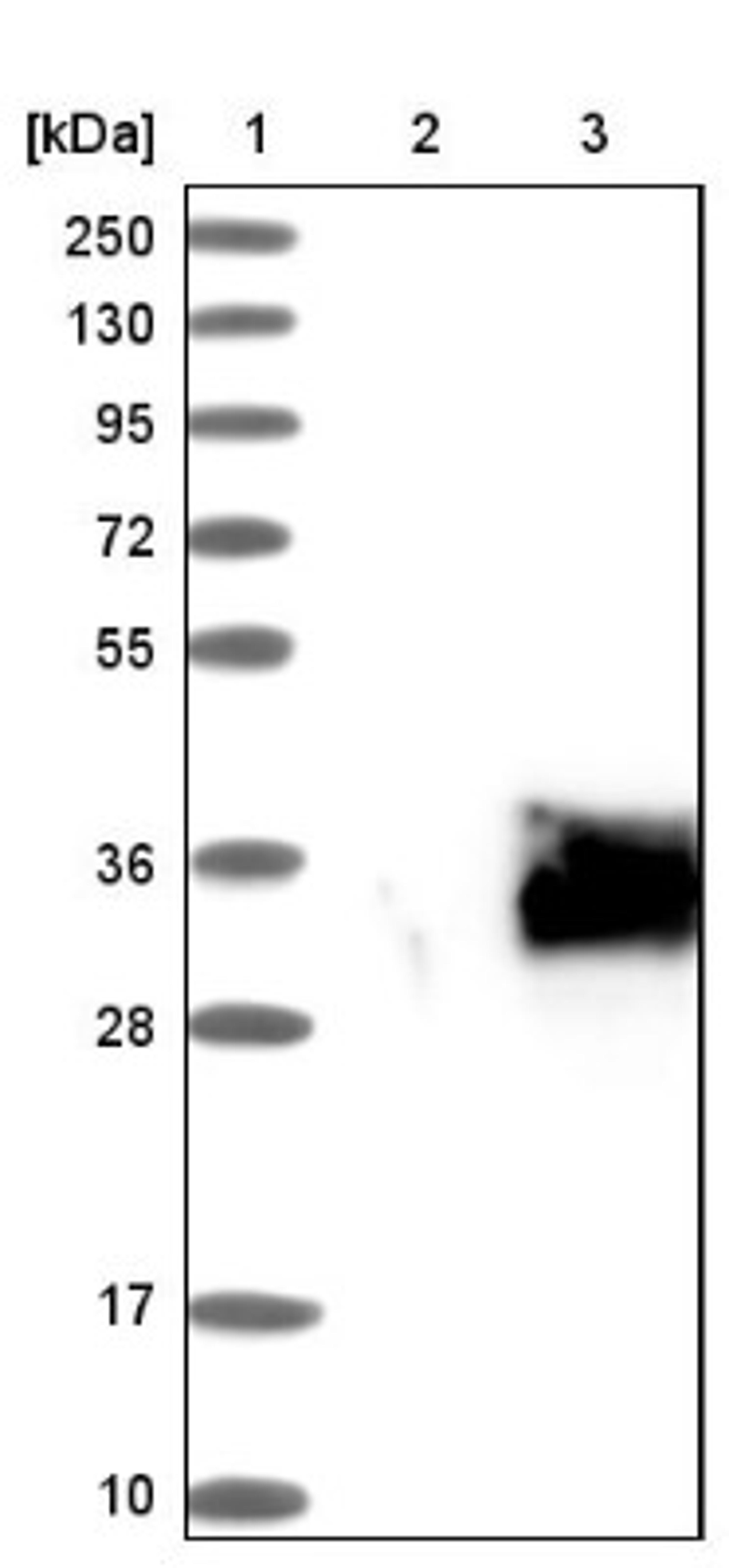 Western Blot: Homeobox protein SIX6 Antibody [NBP1-82478] - Lane 1: Marker [kDa] 250, 130, 95, 72, 55, 36, 28, 17, 10<br/>Lane 2: Negative control (vector only transfected HEK293T lysate)<br/>Lane 3: Over-expression lysate (Co-expressed with a C-terminal myc-DDK tag (~3.1 kDa) in mammalian HEK293T cells, LY416023)