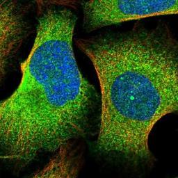 Immunocytochemistry/Immunofluorescence: LSG1 Antibody [NBP1-83755] - Staining of human cell line U-2 OS shows positivity in nucleus & cytoplasm.