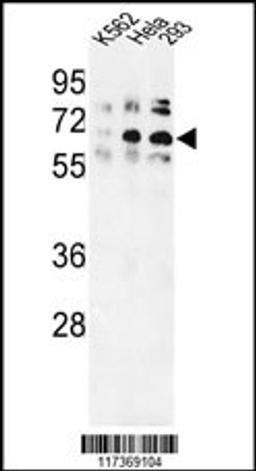 Western blot analysis of TRIP13 Antibody in K562, Hela, 293 cell line lysates (35ug/lane)