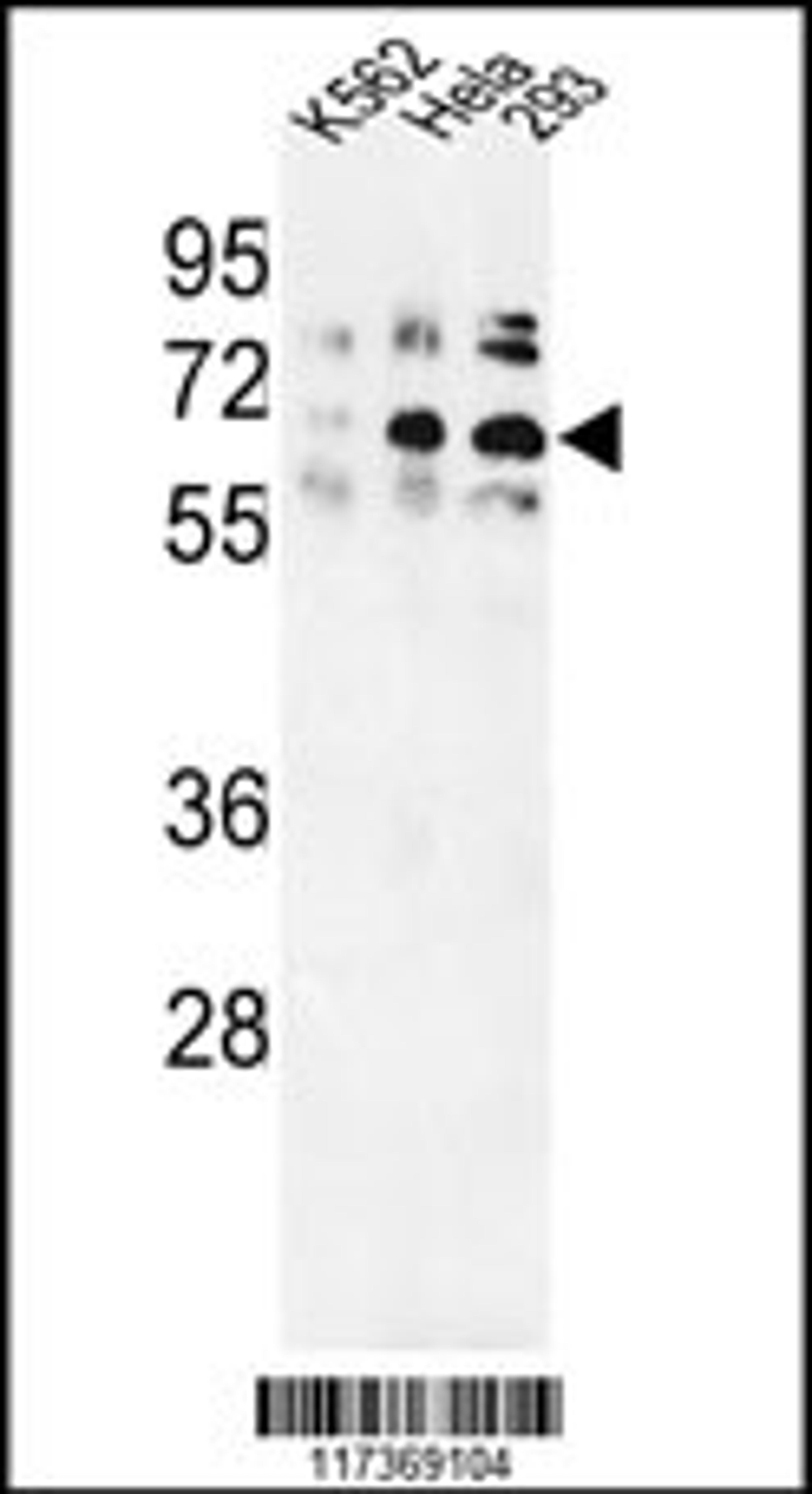 Western blot analysis of TRIP13 Antibody in K562, Hela, 293 cell line lysates (35ug/lane)