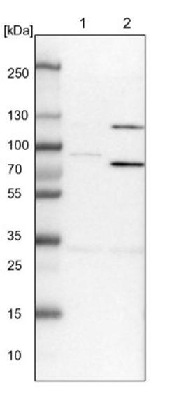 Western Blot: SPATA5 Antibody [NBP1-89214] - Lane 1: NIH-3T3 cell lysate (Mouse embryonic fibroblast cells)<br/>Lane 2: NBT-II cell lysate (Rat Wistar bladder tumour cells)