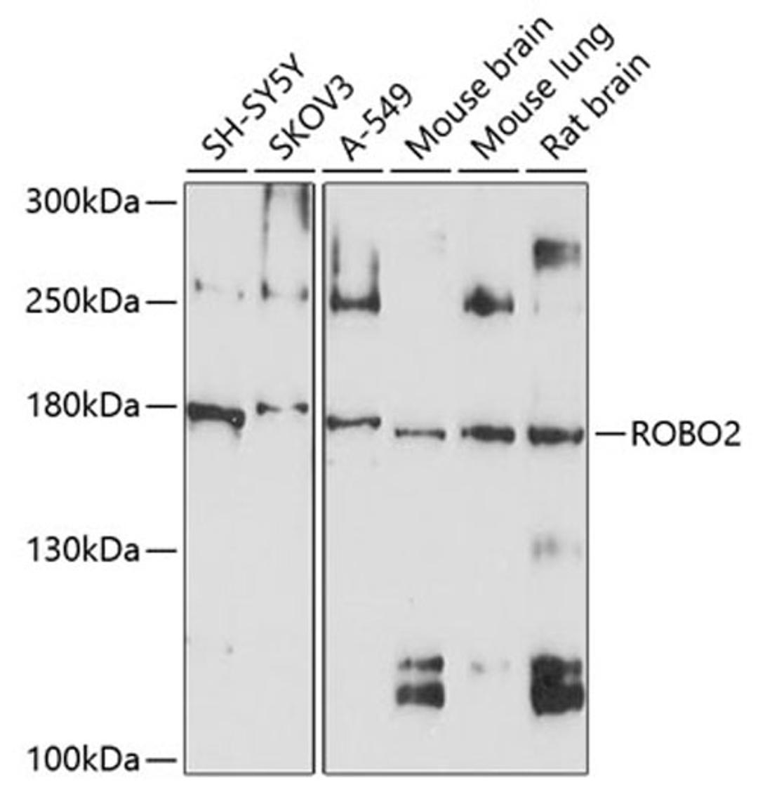 Western blot - ROBO2 antibody (A10070)