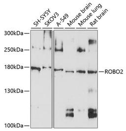 Western blot - ROBO2 antibody (A10070)