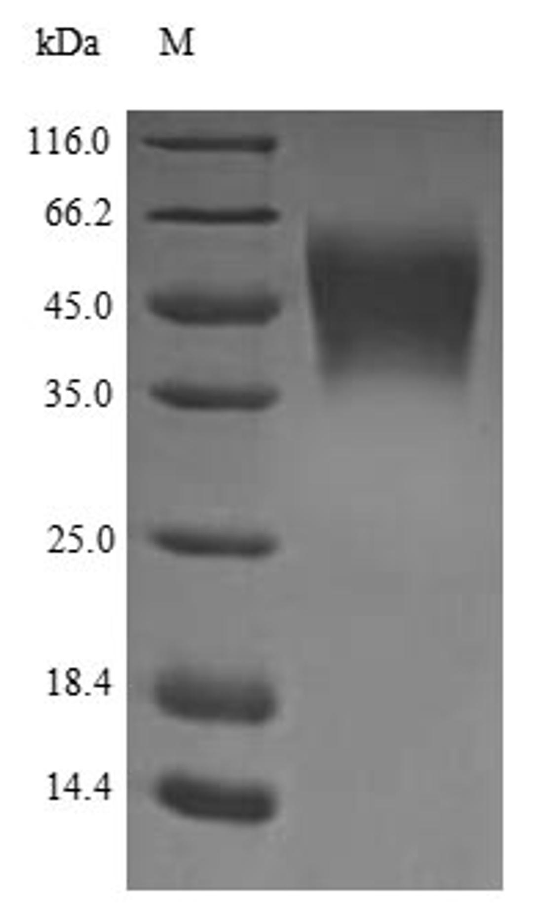 The reducing (R) protein migrates as 48 kDa in SDS-PAGE may be due to glycosylation.