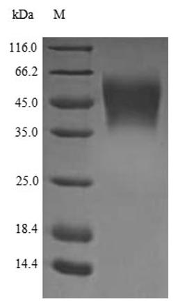 The reducing (R) protein migrates as 48 kDa in SDS-PAGE may be due to glycosylation.