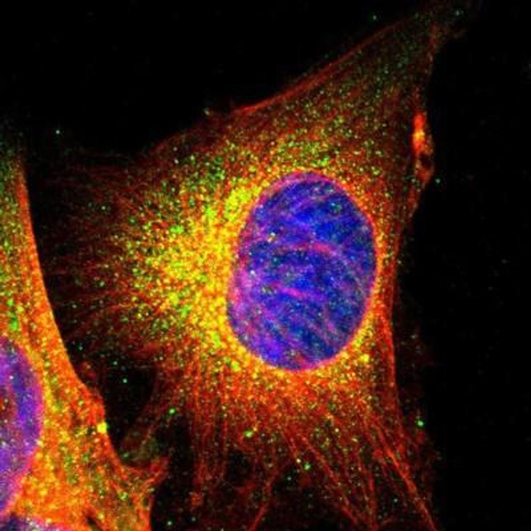 Immunocytochemistry/Immunofluorescence: FCGBP Antibody [NBP1-90462] - Staining of human cell line U-251MG shows positivity in cytoplasm.