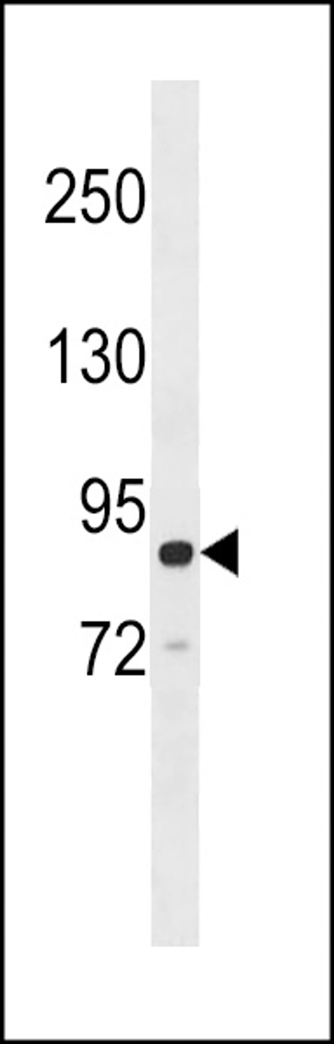 Western blot analysis in Ramos cell line lysates (35ug/lane).