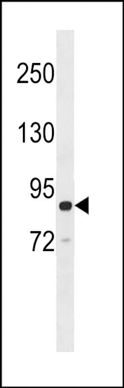 Western blot analysis in Ramos cell line lysates (35ug/lane).