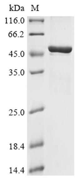 (Tris-Glycine gel) Discontinuous SDS-PAGE (reduced) with 5% enrichment gel and 15% separation gel.