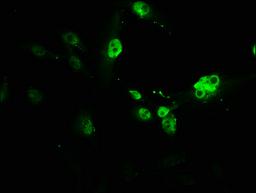Immunofluorescence staining of U251 cells with CSB-PA019092HA01HU at 1:166, counter-stained with DAPI. The cells were fixed in 4% formaldehyde, permeabilized using 0.2% Triton X-100 and blocked in 10% normal Goat Serum. The cells were then incubated with the antibody overnight at 4°C. The secondary antibody was Alexa Fluor 488-congugated AffiniPure Goat Anti-Rabbit IgG(H+L).