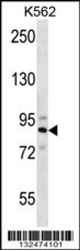 Western blot analysis in K562 cell line lysates (35ug/lane).