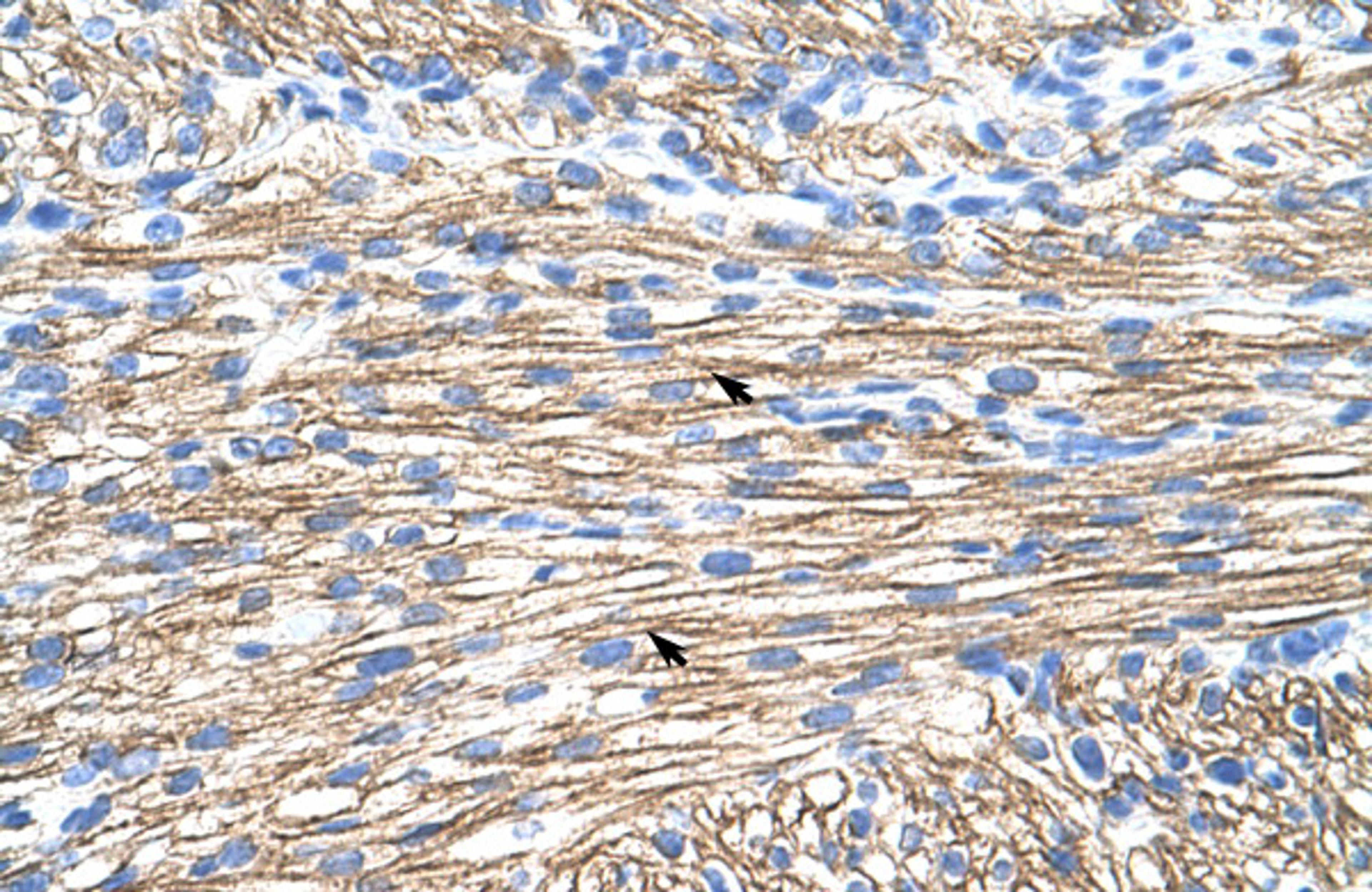 Antibody used in IHC on Human Heart at 4.0-8.0 ug/ml.