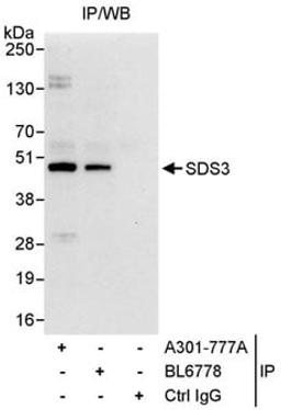 Detection of human SDS3 by western blot of immunoprecipitates.