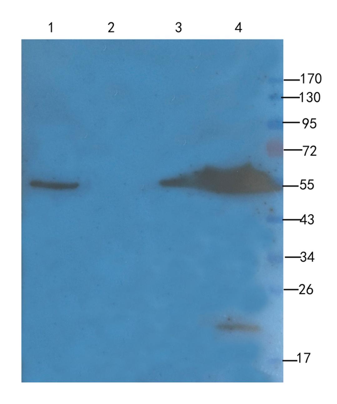 Western blot analysis of rat uterus (lane 1), mouse uterus (lane 2), rat bone marrow (lane 3), rat spleen (lane 4) using Ly-6G antibody (1 ug/ml)