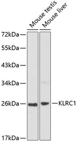 Western blot - KLRC1 antibody (A1233)