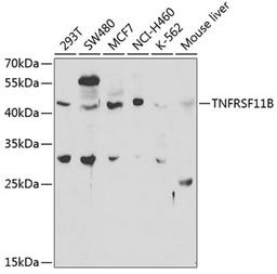 Western blot - TNFRSF11B antibody (A2100)