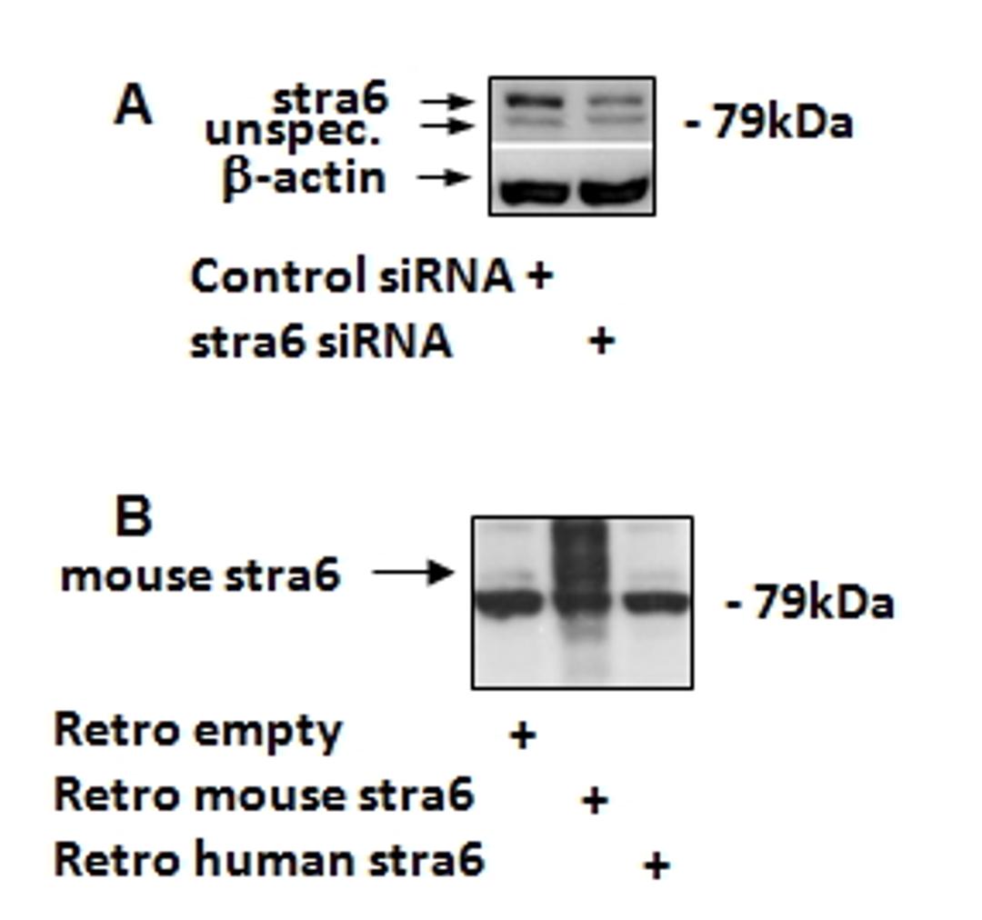 46-715 (1.7ug/ml) staining of 3T3-L1 lysates (35ug protein in RIPA buffer). Primary incubation was 3 hour. Detected by chemiluminescence.